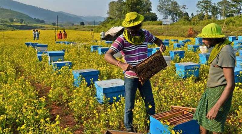 Honey cultivation with mustard in the same land, in South Dinajpur | Sangbad Pratidin