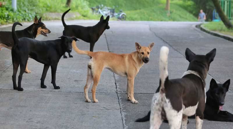 Dog beaten to death by a man in Raniganj । Sangbad Pratidin