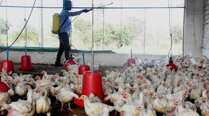 Health Department of Bengal alerts districts administration over Bird Flu | Sangbad Pratidin