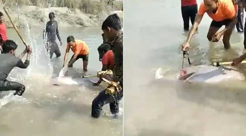 Rare Gangetic dolphin hacked to death by locals in UP’s Pratapgarh, video goes viral | Sangbad Pratidin