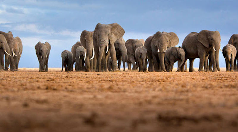 Elephants counted from space with the help of special technology| Sangbad Pratidin