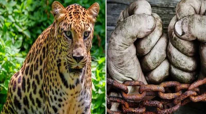 Chained at Gujarat farm for attacking villagers, 75-year-old blind man killed, eaten by leopard | Sangbad Pratidin