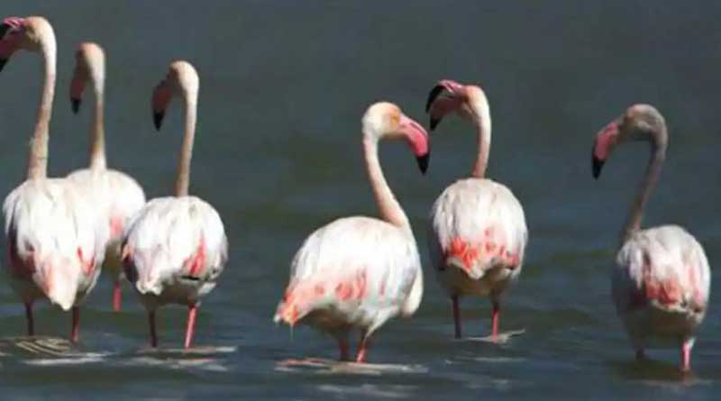 1200 migratory birds die uner mysterious circumstances at Pong Dam in Himachal Pradesh