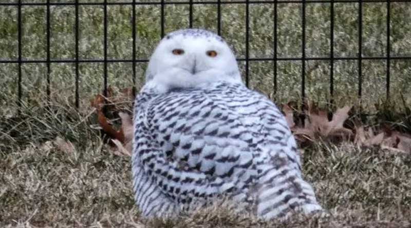 Snowy Owl Spotted In New York's Central Park For The First Time In Over A Century | Sangbad Pratidin