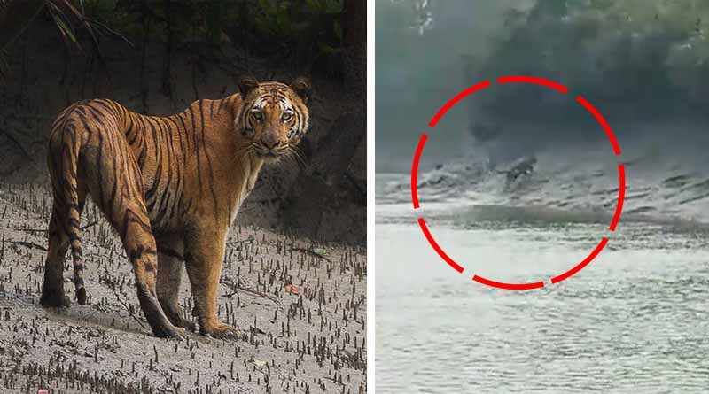 Three Royal Bengal tigers seen in Sunday morning at Sunderban, tourists enjoy a lot| Sangbad Pratidin