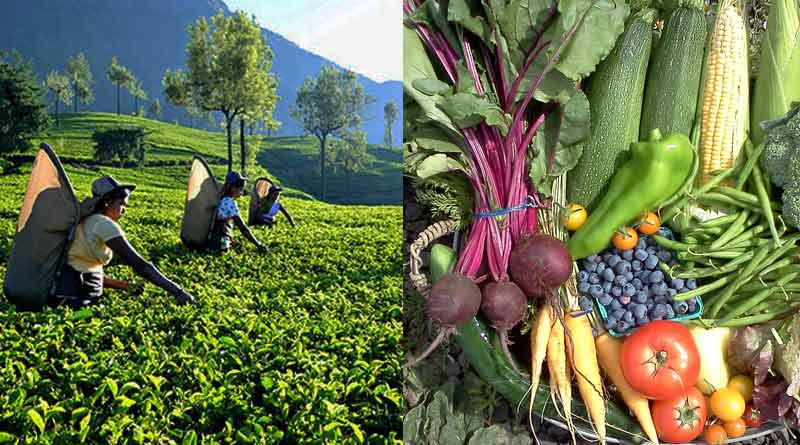 Farmers of North Bengal are more keen in Tea farming then vegetables growth | Sangbad Pratidin