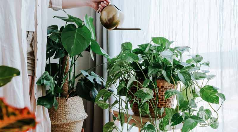 Vastushastra prescribed various guidelines for trees and plants at home | Sangbad Pratidin
