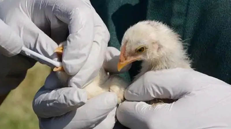 Russia Reports First Cases of H5N8 Bird Flu in Humans, 7 infected | Sangbad Pratidin