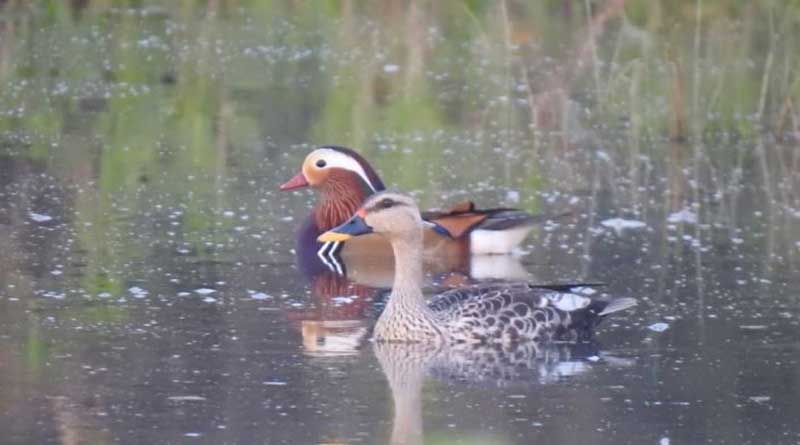 Mandarin duck sighted after 118 years in Assam’s gas well blowout-affected wetland | Sangbad Pratidin