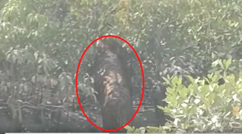 Again Tiger comes out from dense forest of Sundarban | Sangbad Pratidin