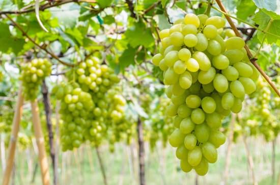 grapes