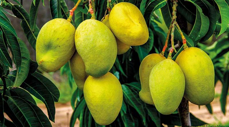 Expert advises farmers on how to keep bugs of mango farms | Sangbad Pratidin