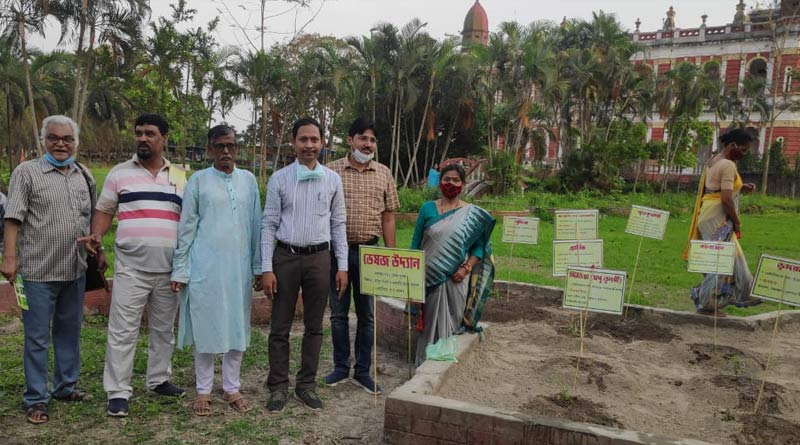 Plant herds on roof, get homemade medicines | Sangbad Pratidin