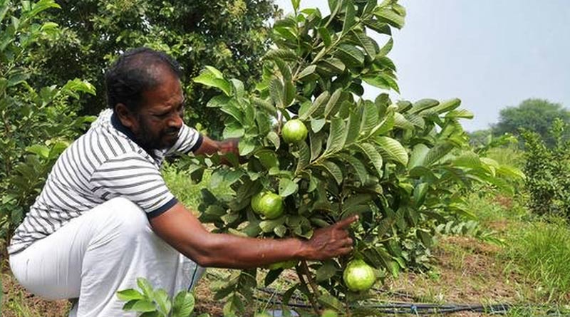 Here is how you can keep fruit flies off this summer | Sangbad Pratidin