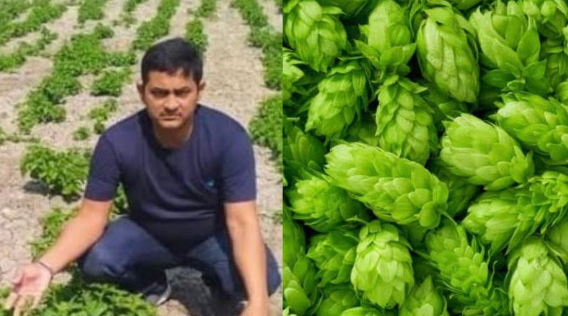 Bihar farmer grows 'Hop Shoots' that sell for Rs 85k a Kg, IAS officer calls it 'game changer' | Sangbad Pratidin