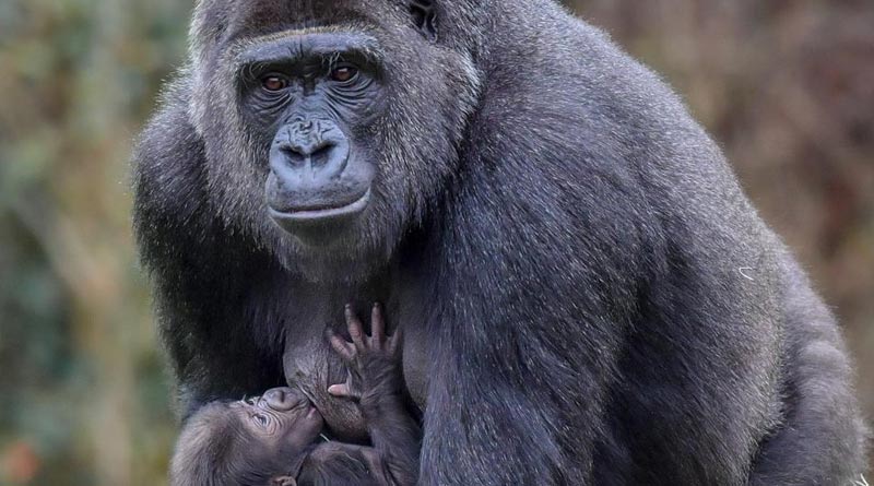 Gorillas are one of the endangered species threatened by armed conflict, says conservationists | Sangbad Pratidin