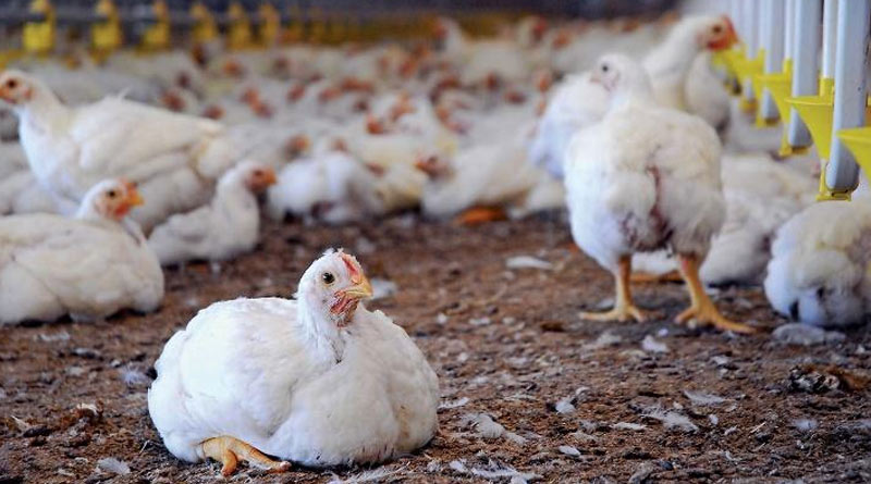 Poultry Farmer In Maharashtra Approaches Police As Hens Stop Laying Eggs | Sangbad Pratidin