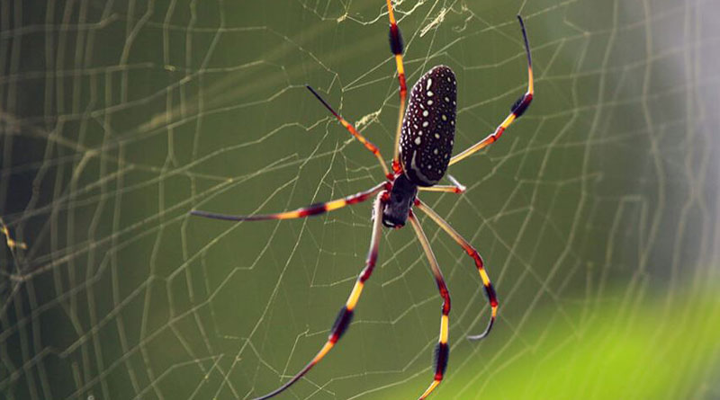 Scientists spin music out of spider webs । Sangbad Pratidin
