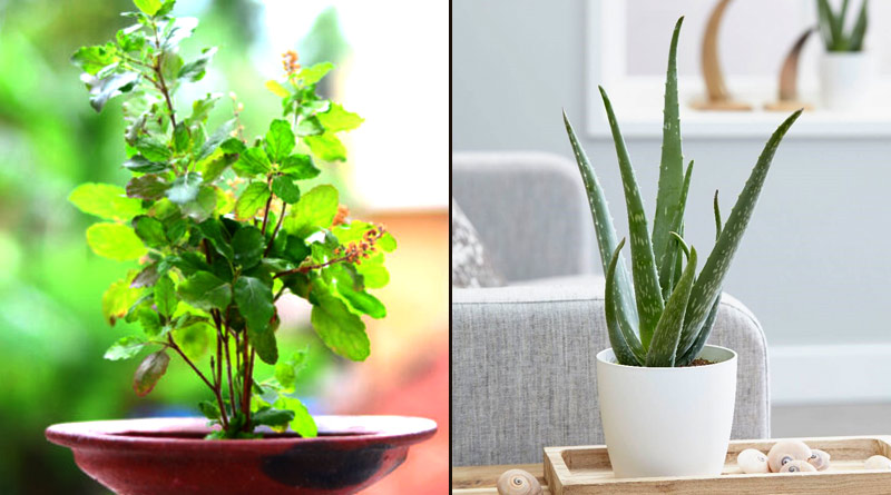 Tree's like Aloe Vera amd Tulsi will increase oxygen level of your home Naturally | Sangbad Pratidin