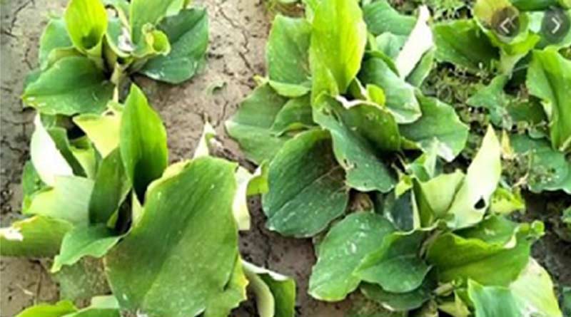 Medicinal herb cultivation shows path to farmers in Bengal villages । Sangbad Pratidin