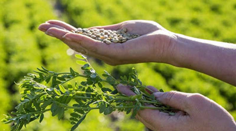 Here is how to keep bugs off from lentil farm in summer | Sangbad Pratidin