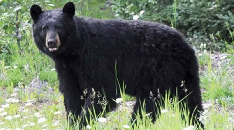 Local people of tea garden kill bear after it bites a youth to death in Dooars | Sangbad Pratidin