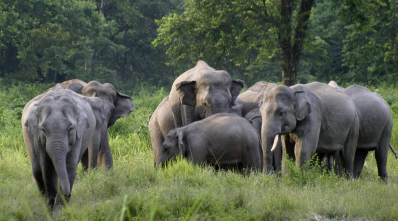 Elephants fled after eating 13,500 rupees in cash in Medinipur | Sangbad Pratidin