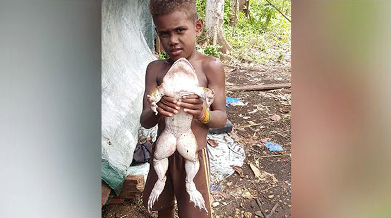 Giant frog the 