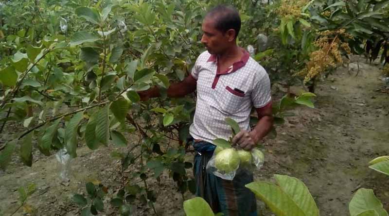 Farmers can cultivate Guavas this way to earn more | Sangbad Pratidin