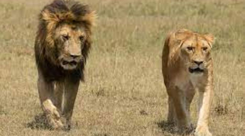 8 lions in Hyderabad zoo test positive for Covid-19 | Sangbad Pratidin