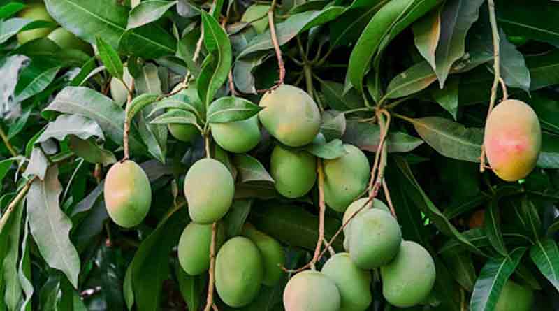 Cyclone Yaas may damage mango ।Sangbad Pratidin