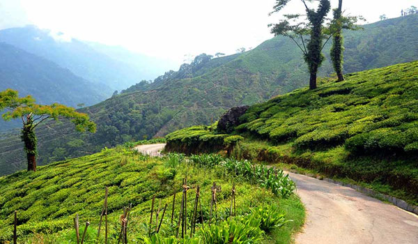 Mim tea Garden: A offbeat destination of Bengal between Sukiapokhri and Lepchajagat in Darjeeling 