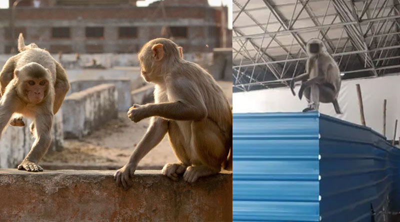 ITBP place baboon cutouts to solve monkey menace at Covid Care Centre in Delhi | SangbadPratidin