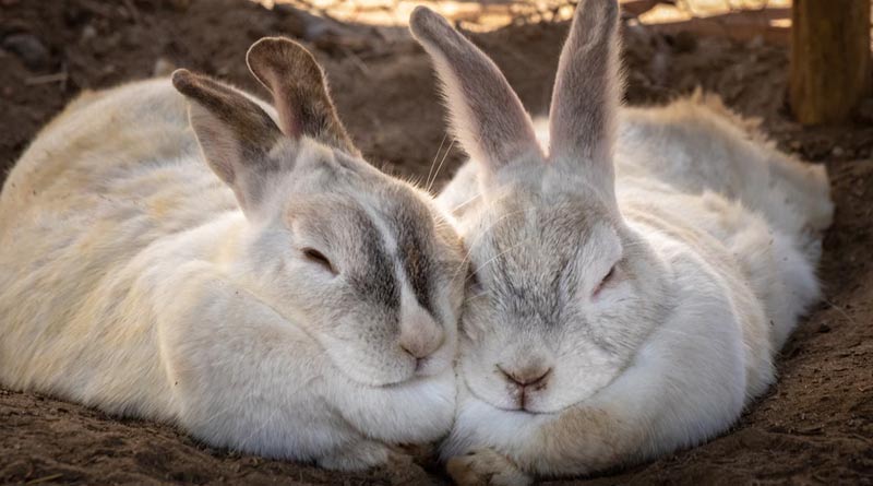 Offbeat News: Video of Rabbit couple getting married lavishly goes viral | Sangbad Pratidin