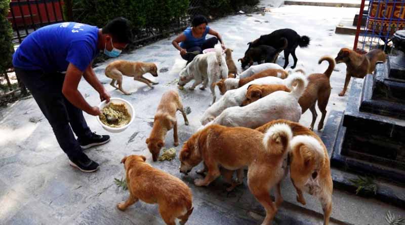 Odisha CM has sanctioned 60 lakh rupees to feed stray animals during the lockdown । Sangbad Pratidin