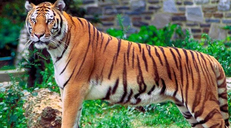 Tigers and lions are being fed vitamin medicines during the corona situation at Alipore Zoo | Sangbad Pratidin