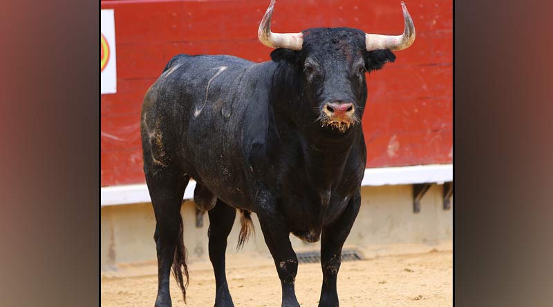 One bull dies after bull fighting on capture of area in Katwa | Sangbad Pratidin