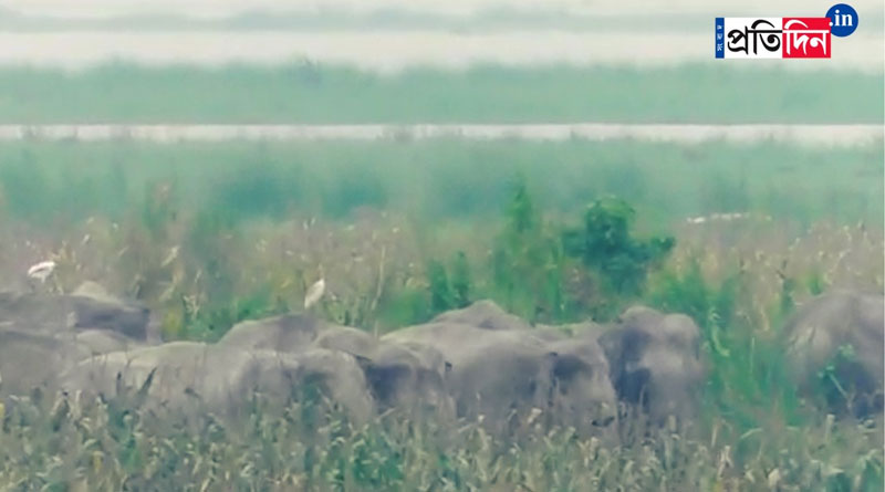 Elephants mourn death of calf at Jalpaiguri, forest rangers rescued the deadbody | Sangbad Pratidin