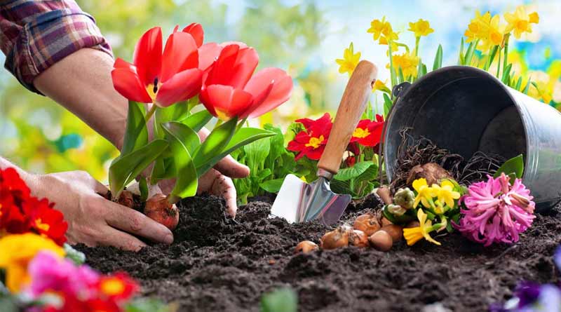 This mistakes may damage your favourite garden ।Sangbad Pratidin