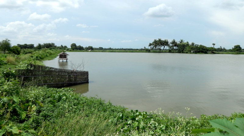 To Save East Kolkata wetlands State Environment Department takes new Initiative | Sangbad Pratidin