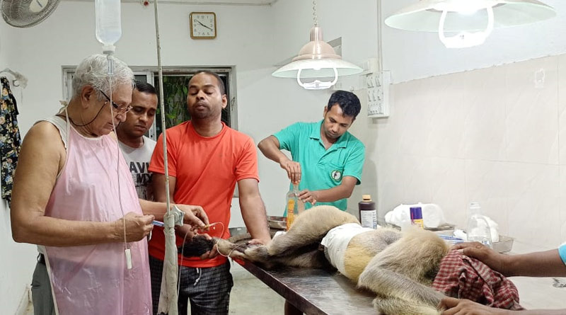 Langur gets injured while fighting with the competetor to get 'girlfriend' | Sangbad Pratidin