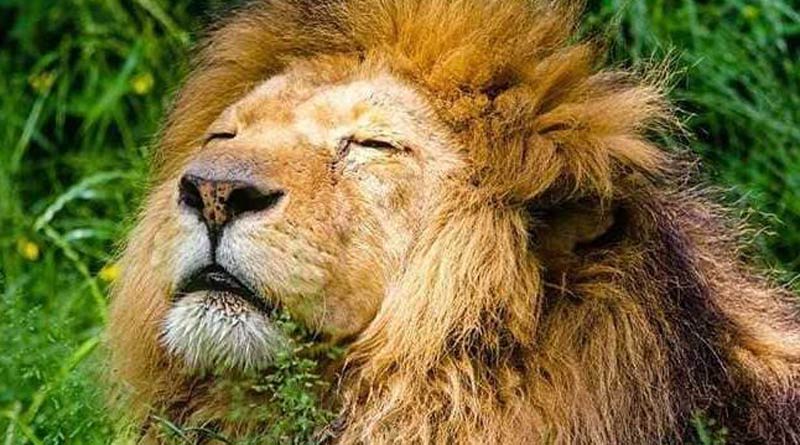 After lioness, 12-year-old lion dies of COVID-19 at Tamil Nadu zoo | Sangbad Pratidin