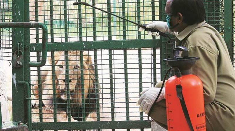 56 elephants in two camps undergo Covid test in Tamil Nadu | Sangbad Pratidin