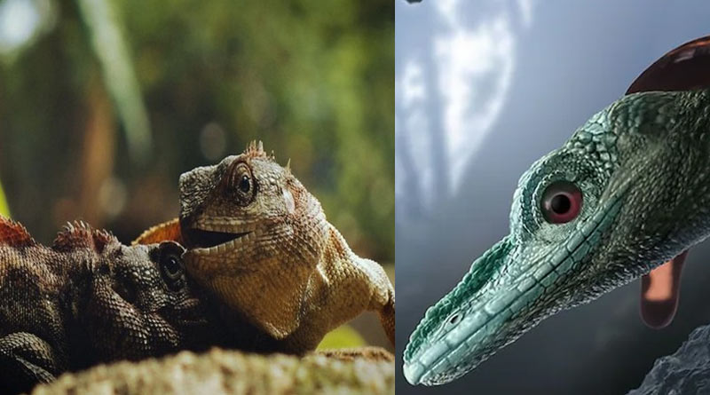 Misidentified as the smallest dinosaur, fossils from Myanmar is of Naga lizards, scientists claim | Sangbad Pratidin