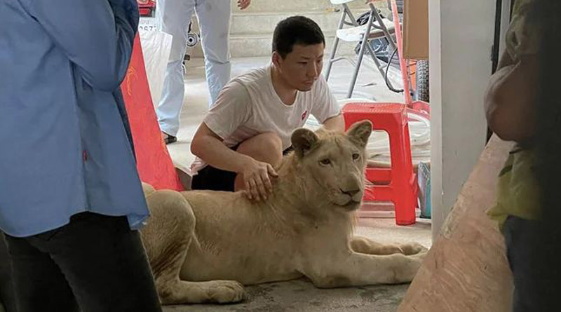 Pet lion of Chinese owner confiscated in Cambodia | Sangbad Pratidin