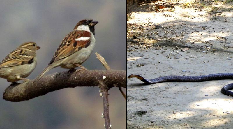 Kolkata parks witness increase in bird, serpent population | Sangbad Pratidin