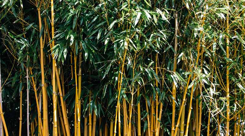 Administration cuts bamboo trees over fear of COVID-19 spread in Udalguri, Assam | Sangbad Pratidin