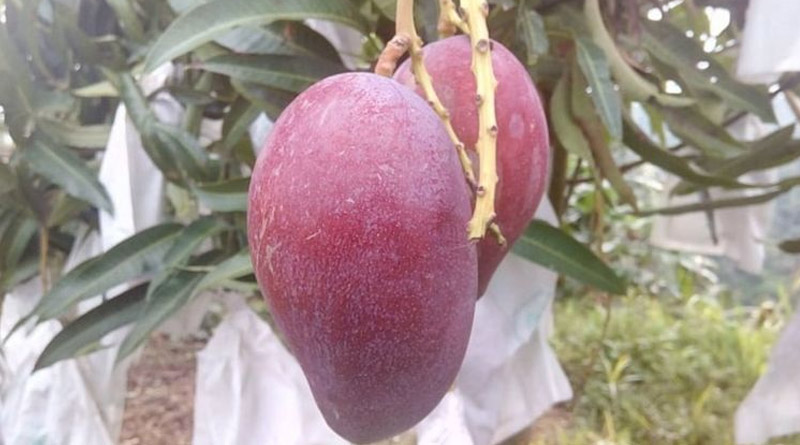 World's most expensive mango miyazaki cultivated in Bangladesh | Sangbad Pratidin