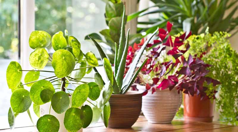 plants