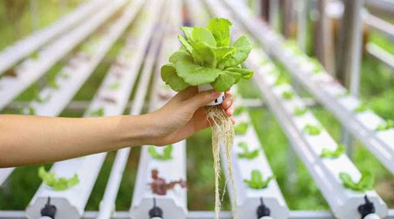 Cultivation without soil, ‘Hydroponic’ model of Bengal youth awarded | Sangbad Pratidin